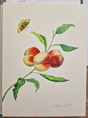 Pfirsichzweig, Aquarell auf Papier, 23x31 cm, 2025